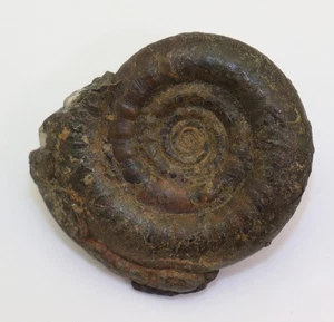 Goniatit, Platyclymenia valida, Devon, Famenne, Taouz, Marokko -m319 - Picture 1 of 5