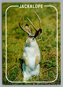 Tarjeta postal sin publicar The Western Jackalope Hunters más rara captura trofeo 1992 - Imagen 1 de 2