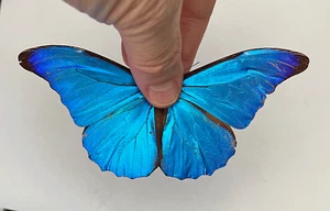 MORPHO RHETENOR TELLO****maschio **** Yungas, Bolivia - Foto 1 di 5