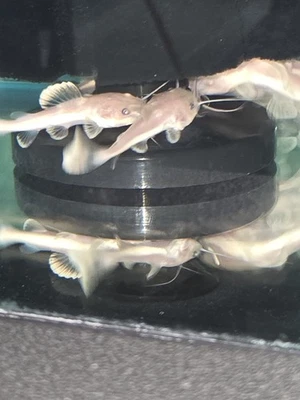 Phantom Redtail Catfish 2"+ Nice  Freshwater Fish - Image 1 of 4