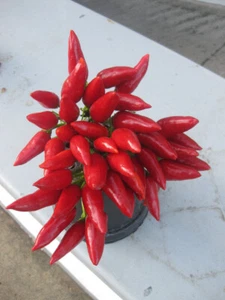PIMENT "Date Shaped" 25 GRAINES + cadeau - Bild 1 von 1