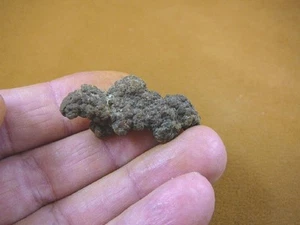 (PP445-7) 1" Genuine Fossil TURTLE POOP shapely Coprolite DUNG WEIRD WA state - Picture 1 of 1