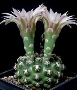Gymnocalycium colochlorum @J@ semilla de cactus rara 20 SEMILLAS - Imagen 1 de 2