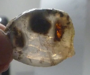 A+ Virgin Valley Precious Opal LOG SLICE Petrified Wood Nevada 20.7 carats! - Picture 1 of 8