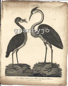 Grabado original de 1807 en placa de cobre de la cigüeña negra y garza roja para el hombro, # 3 - Imagen 1 de 2