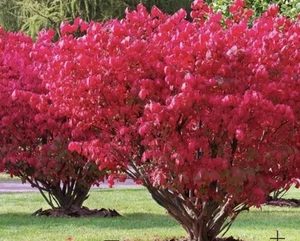 BUY ONE GET ONE FREE Dwarf Burning Bush - WELL ESTABLISHED Hardy Shrubs - - Picture 1 of 4