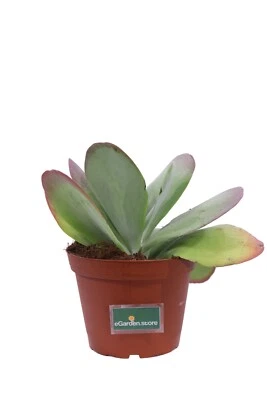 Pianta di Kalanchoe Thyrsiflora vera succulenta ornamentale da arredo interno - Immagine 1 di 3
