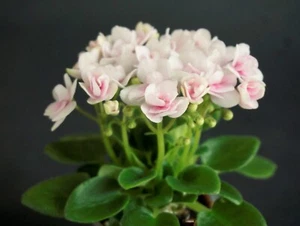 Camuflaje Rosa Hunter 2 Hojas/2 Hojas Violeta Africana Violeta Usambarave - Imagen 1 de 1