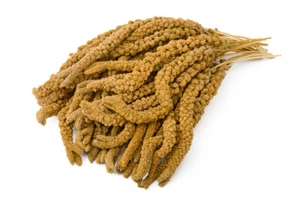 WachtelGlück® Kolbenhirse gelb - Bild 1 von 2