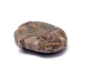 Blue White Glass Ancient Fossil Vintage Pill Box Container Holder Decorative  - Picture 1 of 12