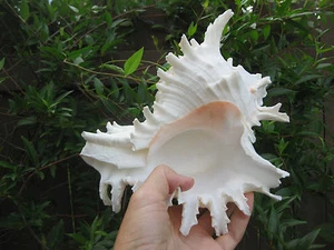 Large Exotic White Conch Seashell 8” x 8”, 2 lb - Picture 1 of 8