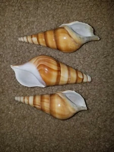 Kegel Turritella Schale, 2 sind 95,25 mm und 1 ist 101,6 mm - Bild 1 von 6