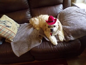 Hund Haustier Hut, Cowboy/Cowgirl Hut, rot, klein (Größendetails lesen) - Bild 1 von 5
