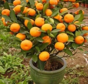 20 Mandarin Orange Tree Seeds - Citrus reticulata Blanco - Indoor Plant.(#4918) - Picture 1 of 2