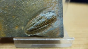 GEOLOGICAL ENTERPRISES Ordovizium Fossil Trilobit Barrandia homfrayi England - Bild 1 von 5