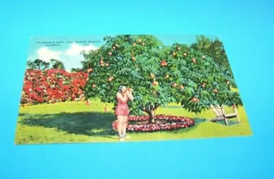 The Haden Mango Floridas Geschenk Florida Vintage Postkarte 1949 - Bild 1 von 2