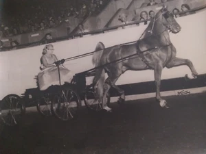 Champion Saddlebred - Harness Racing Original 1950's Horse Photo - Picture 1 of 1