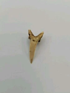 Auténtico diente de tiburón estriatolamia - fósil antiguo, en buen estado - Imagen 1 de 4