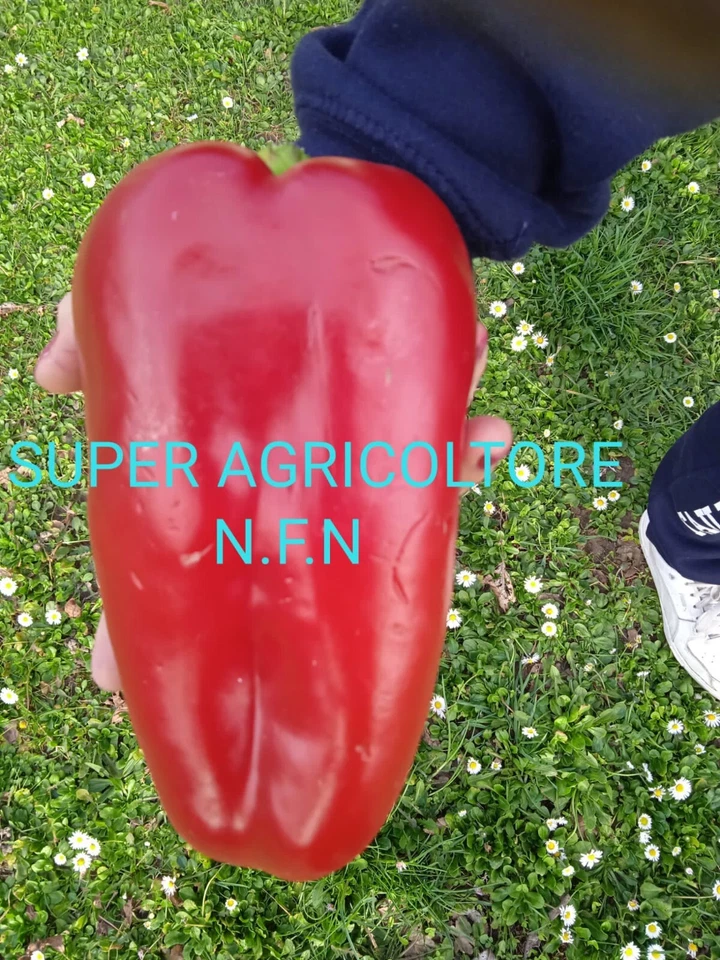 30 Semi Peperone Rosso Gigante Semi Garantiti Peperoni Giganti Rossi - Immagine 1 di 1