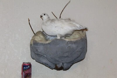 Ptarmigan urogallo taxidermia cabaña de troncos decoración montaje cueva abeto gallina pájaro Foto 1 de 4