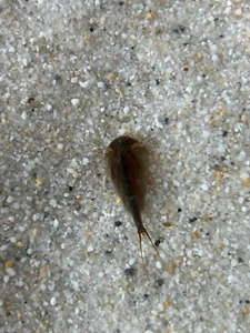 Triops Cancriformis - Suisse approches avec échantillons d'aliments et notice - Photo 1/9