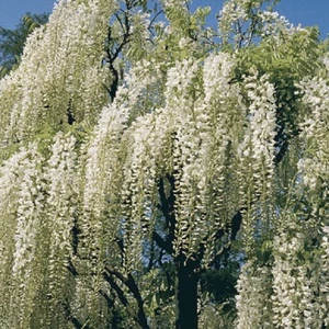 5 White Chinese Wisteria Seeds Vine Climbing Flower Perennial Rare Tropical 119 - Picture 1 of 12