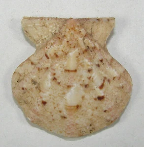 PECTEN FLEXUOSUS 35.92mm SUPER CHOICE SPECIMEN off Malaga, Spain - Picture 1 of 2