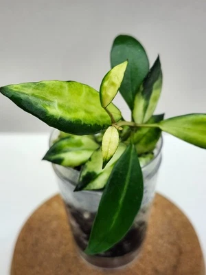 Hoya Lacunosa 'Platano' - rare - unique hoya🌸 - Image 1 of 4