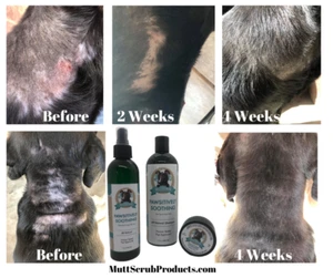 Pawsitively Soothing All Natural Dog Shampoo Kit - Picture 1 of 6