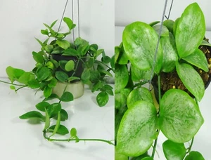 Hoya Biakensis 'splash', 12 Inches Plant, Splash Leaves, RARE - Picture 1 of 9