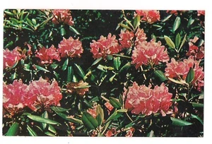 RHODODENDRON West Virginia State FLOWER Postcard Pink Cluster Blooms - Picture 1 of 2