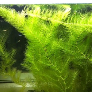 Ceratophyllum Demersum(5 Rametti Da 10-15 Cm) - Foto 1 di 1