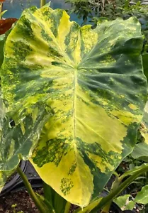 AUTHENTIC Colocasia Yellow Splash 1 bulbs - Picture 1 of 7