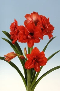 2 Amaryllis RED PEACOCK 26/28CM Bulbs Sale Double Blooms - Picture 1 of 4