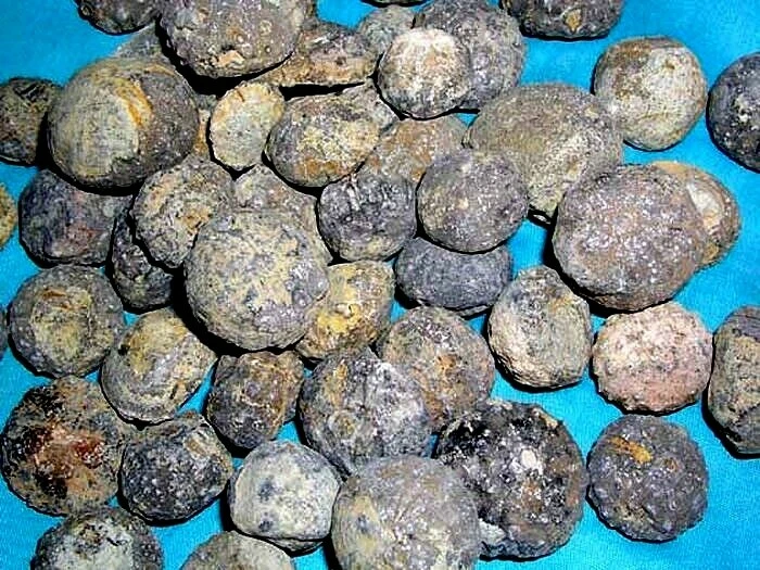 Lote de 10 fósiles de erizo de mar 165 millones de años 1/2 a 1,5 pulgadas N.Africa Foto 1 de 1
