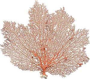 Sea Fan Coral | Orange Coral Sea Fan 7" to 10" | Natural Real Piece of Coral Sea - Picture 1 of 1
