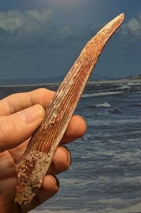 Hybodus Hai Rückenflosse Wirbelsäulenfossil. 155 mm x 20 mm. Wie auf Fotos gezeigt - Bild 1 von 6