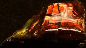 BRIGHT RED GOLD! ORANGE AMMOLITE! 3 X 2 X 1 CM THICK. CANADA #A5 - Picture 1 of 1