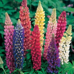 Russell Lupine LANDSCAPER'S PACK BULK Perennial 250 Seeds FALL PLANTING Non-GMO - Picture 1 of 8