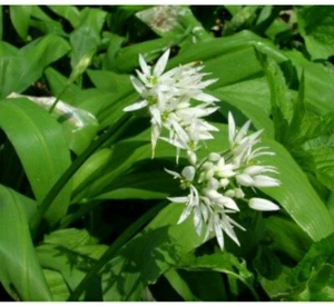 Wild Garlic Ramsons. British native perennial Herb Garden Allotment- 10 SEEDS - Picture 1 of 2