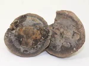 Granchio, Coeloma incarinatum, terziario, Oligocene, Lybystrand, Danimarca -x855 - Foto 1 di 8