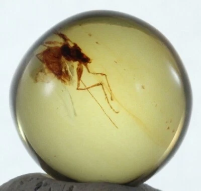 ++ RARE INSECT in Mexican Amber Sphere 11mmd - Image 1 of 4