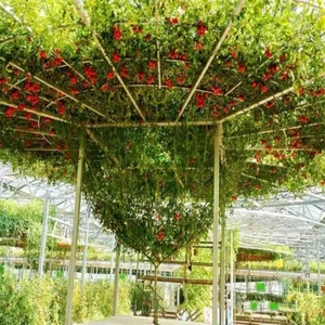 6Pcs Tomato GIANT tree seeds - Fresh seeds-lasts years ! RARE! EASY TO GROW - Picture 1 of 6