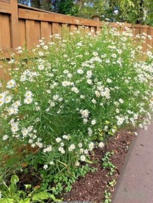 201+FALSE ASTER Seeds Perennial Native Wildflower Poor Soils Summer Fall Garden - Image 1 of 4