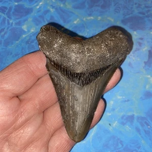 MEGALODON HAIZAHN 3,34" RIESIGE ZÄHNE MEG TAUCHER DIREKTES FOSSIL NC 5328 - Bild 1 von 9