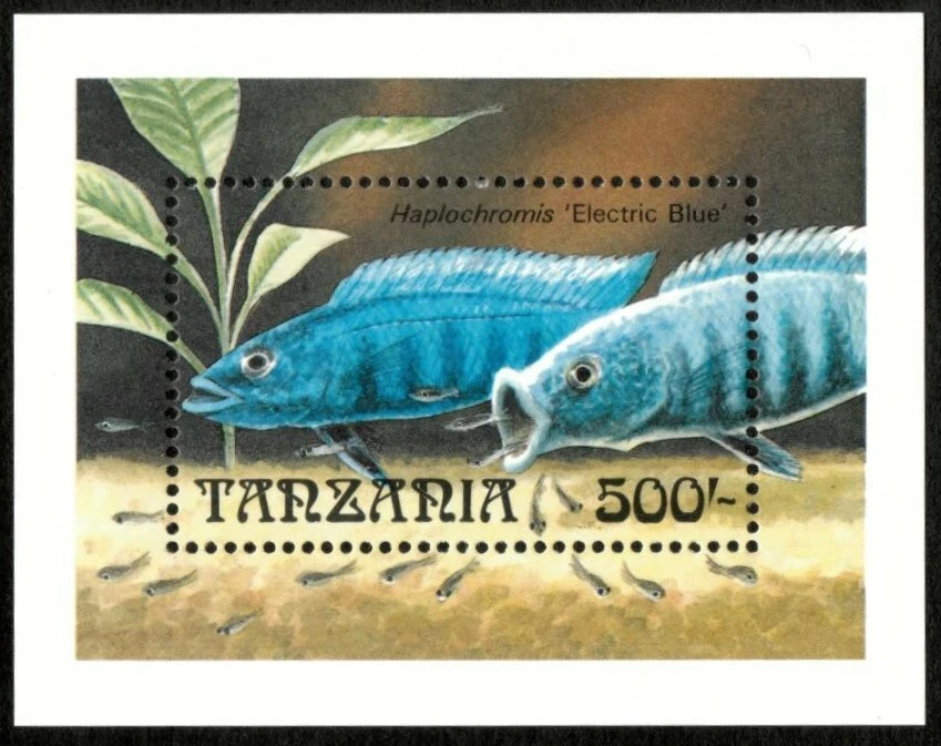 Tanzania 1991 - Electric Blue Cichlid, Fish - Souvenir Sheet - Scott 894 - MNH - Image 1 of 1