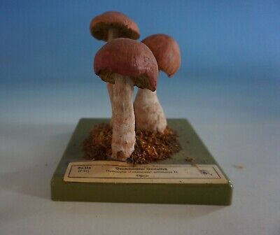 RS0721-183: SOMSO Anatomisches Modell Pilz Mushroom Geschmückter Gürtelfuß • 162.47€