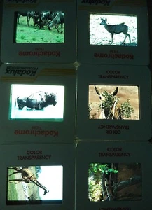 6 Original Vintage 35mm Kodak Photo Color Slide Animals Kodachrome Transparency - Picture 1 of 9