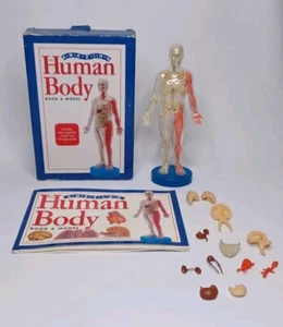 The Amazing Human Body Book & Model 2004 Becker & Mayer - Bild 1 von 19