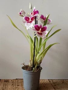 Orquidea Miltoniopsis SURTIDA SIN FLOR ACTIVA Planta de interior Ø9 45cm altura - Imagen 1 de 2